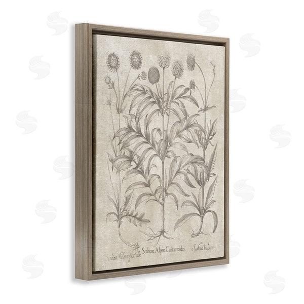 Stupell Industries Lettered And Lined | Vintage Plant Life