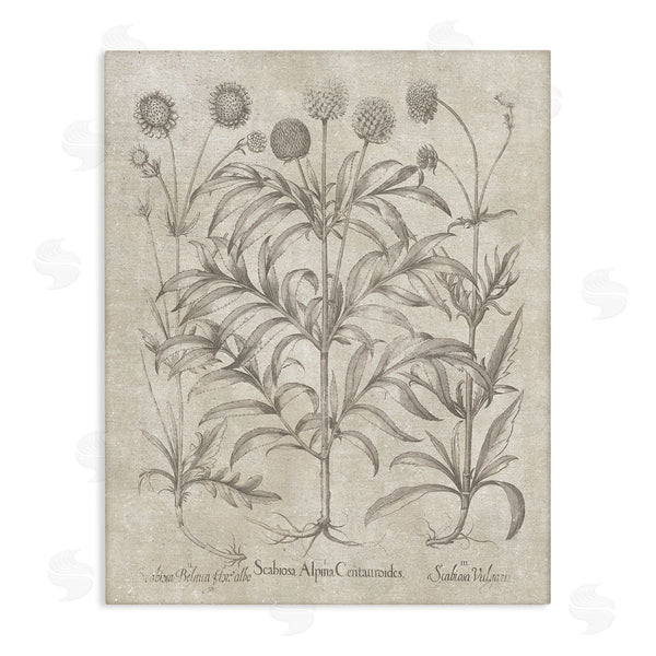 stupell industries Lettered and Lined | Vintage Plant Life