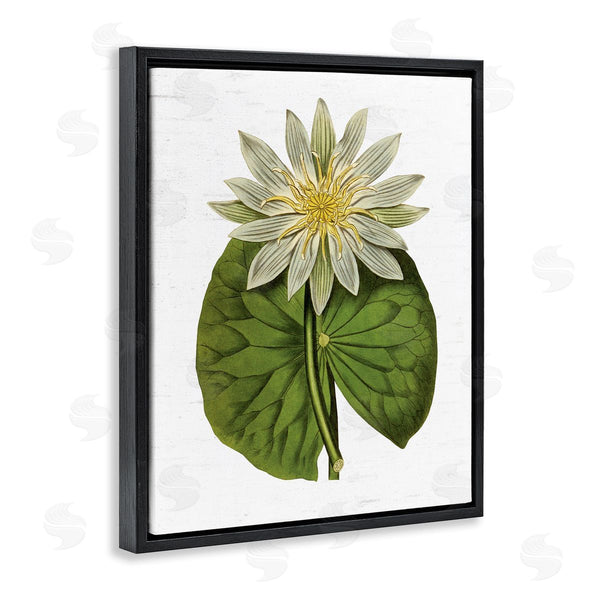 Stupell Industries Lettered And Lined | Vintage Water Lily Floral And Pond Plant Pad Wall Art