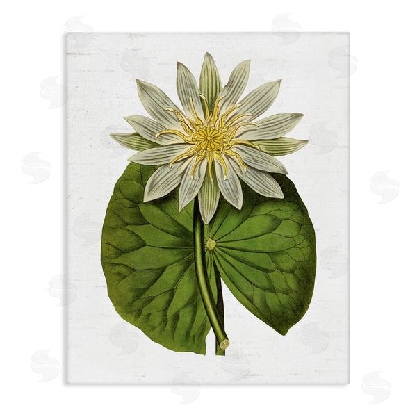 stupell industries Lettered and Lined | Vintage Water Lily Floral and Pond Plant Pad Wall Art
