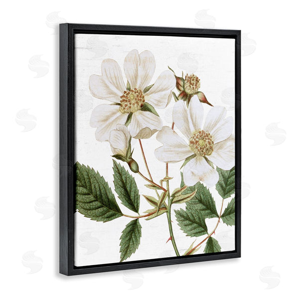 Stupell Industries Lettered And Lined | White Rose Of York Vintage Flower Botanical Print Wall Art