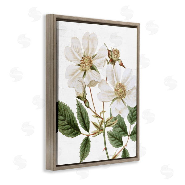 Stupell Industries Lettered And Lined | White Rose Of York Vintage Flower Botanical Print Wall Art
