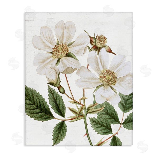 stupell industries Lettered and Lined | White Rose of York Vintage Flower Botanical Print Wall Art