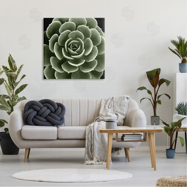 Stupell Industries Lindsay Benson | Rounded Succulent Leaves Botanical Wall Art