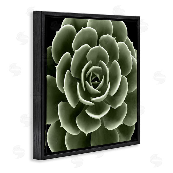 Stupell Industries Lindsay Benson | Rounded Succulent Leaves Botanical Wall Art