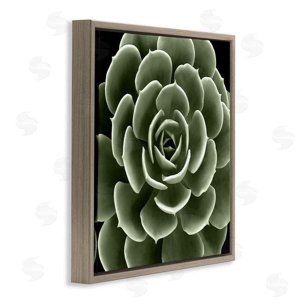 Stupell Industries Lindsay Benson | Rounded Succulent Leaves Botanical Wall Art