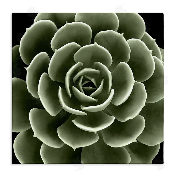 stupell industries Lindsay Benson | Rounded Succulent Leaves Botanical Wall Art