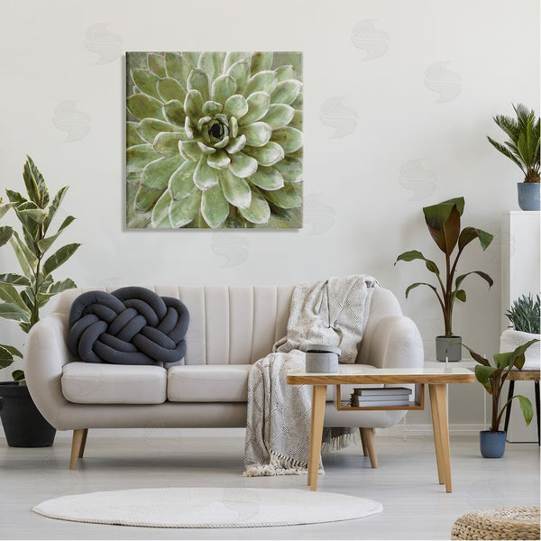 Stupell Industries Lindsay Benson | Succulent Plant Abstract View Wall Art