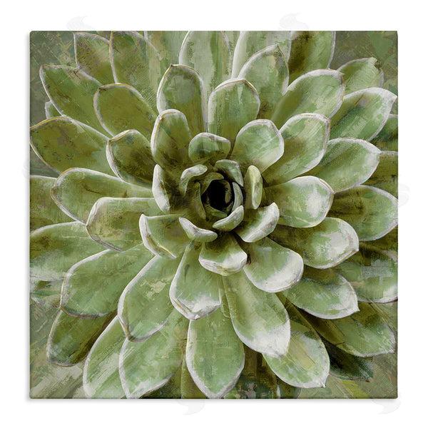 stupell industries Lindsay Benson | Succulent Plant Abstract View Wall Art