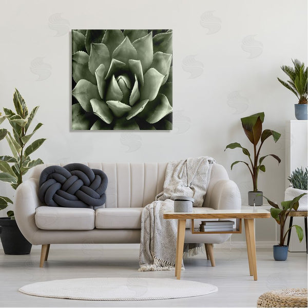 Stupell Industries Lindsay Benson | Succulent Plant Close Up View Wall Art