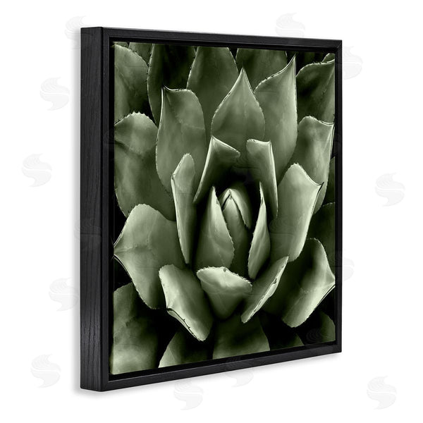 Stupell Industries Lindsay Benson | Succulent Plant Close Up View Wall Art