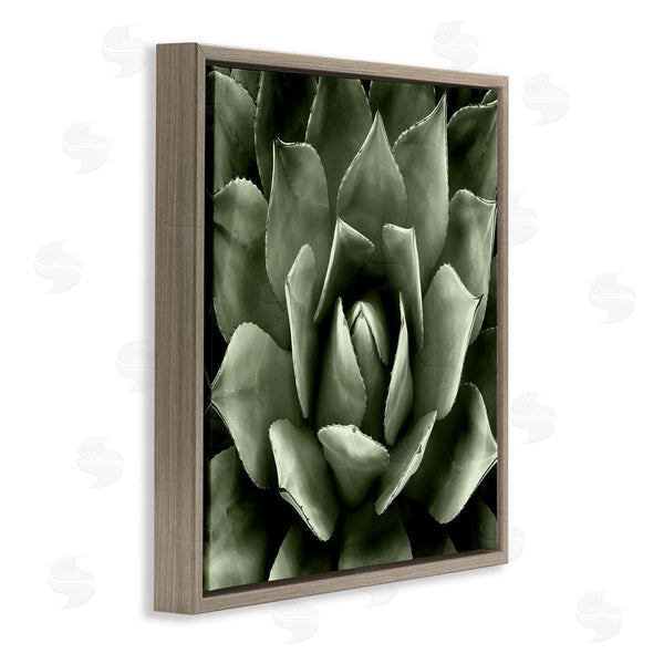 Stupell Industries Lindsay Benson | Succulent Plant Close Up View Wall Art