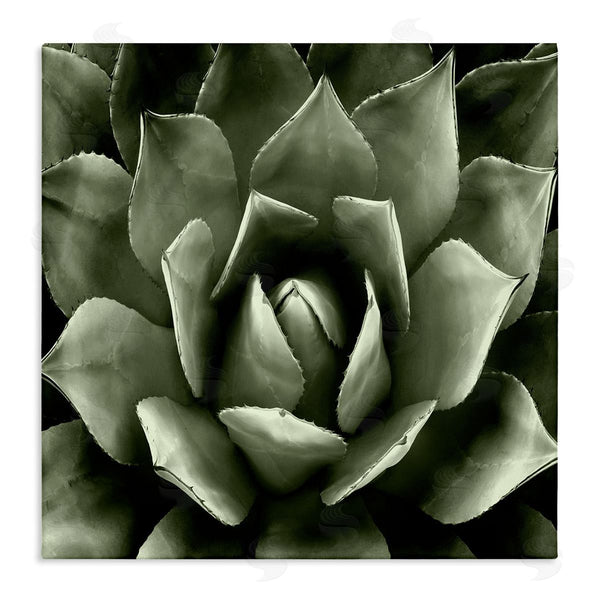 stupell industries Lindsay Benson | Succulent Plant Close Up View Wall Art