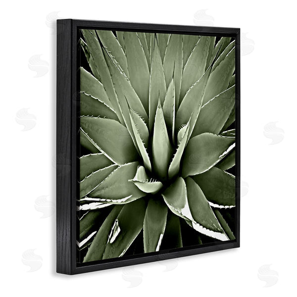 Stupell Industries Lindsay Benson | Succulent Plant Lush Leaves Wall Art