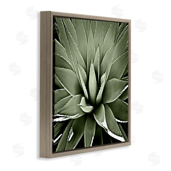 Stupell Industries Lindsay Benson | Succulent Plant Lush Leaves Wall Art