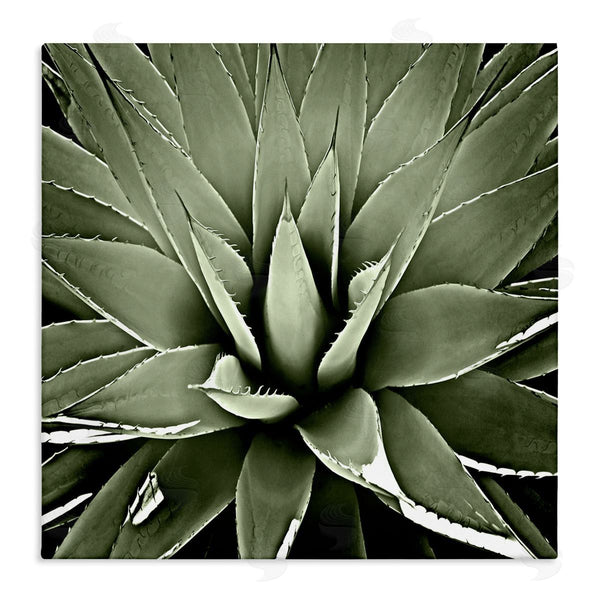 stupell industries Lindsay Benson | Succulent Plant Lush Leaves Wall Art