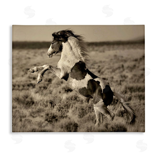 stupell industries Lisa Dearing | Rearing Spotted Horse Rural Countryside Field Photography Wall Art