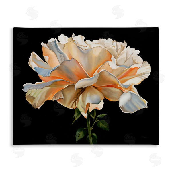 stupell industries Liz Jardine | Delicate Carnation Petals over Black Wall Art