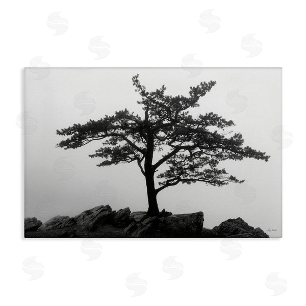 stupell industries Lori Deiter | Lone Tree on Rocks Wall Art