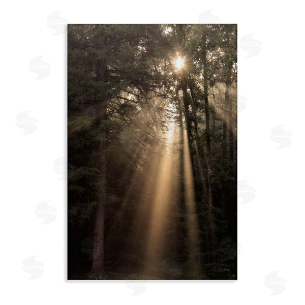 stupell industries Lori Deiter | Sunlight Through Tree Canopy