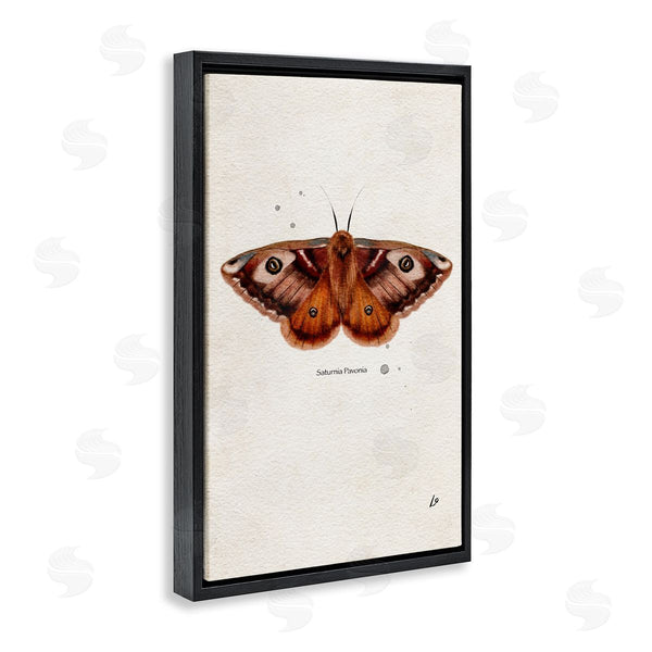 Stupell Industries Lydia Orange | Scientific Orange Moth