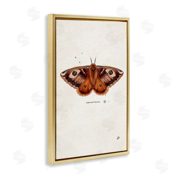 Stupell Industries Lydia Orange | Scientific Orange Moth