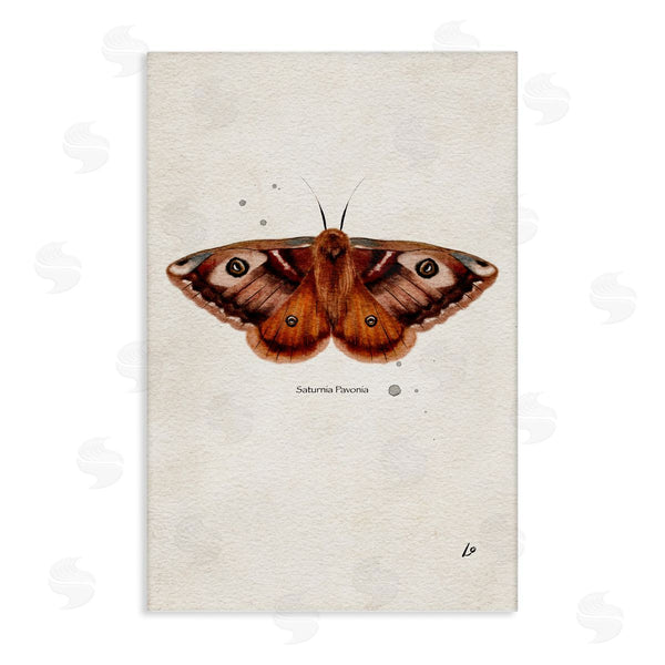 stupell industries Lydia Orange | Scientific Orange Moth