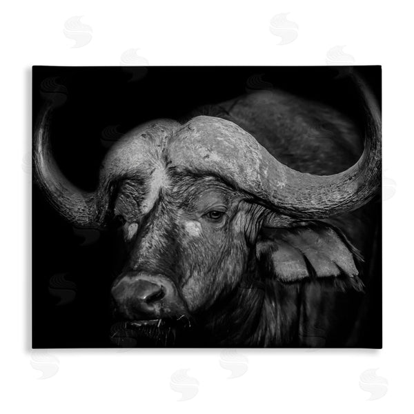 stupell industries Marcus Prime | Dark Buffalo Photography