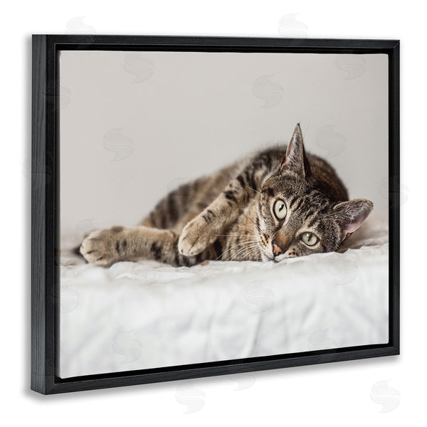 Stupell Industries Marika Moffit | Relaxed Pet Feline Cat Nap Green Eyes Wall Art