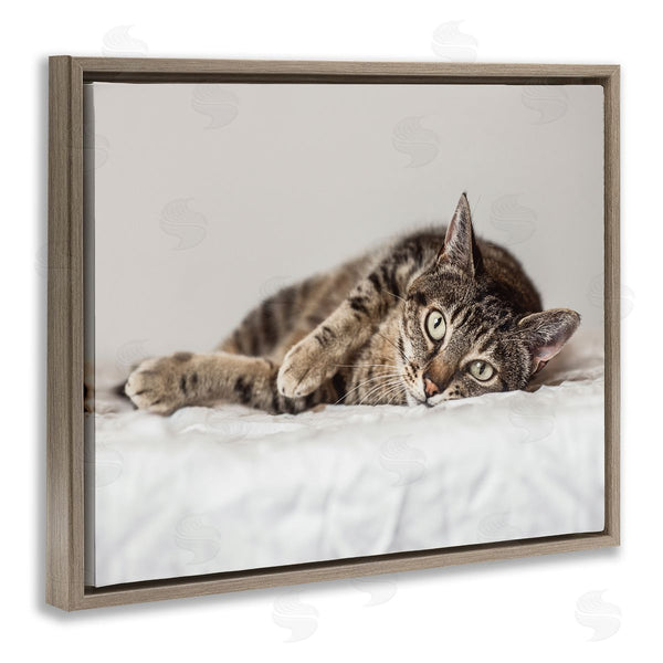 Stupell Industries Marika Moffit | Relaxed Pet Feline Cat Nap Green Eyes Wall Art