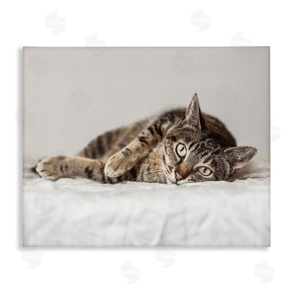 stupell industries Marika Moffit | Relaxed Pet Feline Cat Nap Green Eyes Wall Art