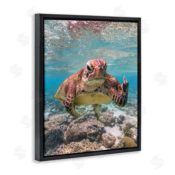 Stupell Industries Mark Fitzpatrick | Angry Turtle Middle Finger Wall Art