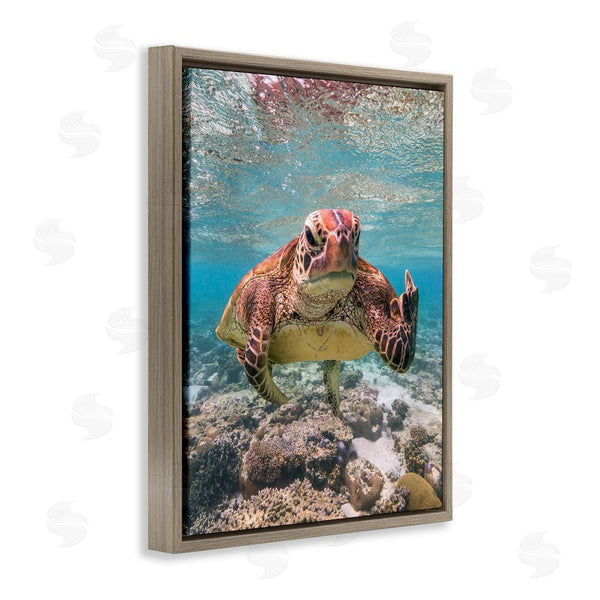 Stupell Industries Mark Fitzpatrick | Angry Turtle Middle Finger Wall Art