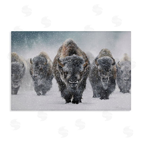 stupell industries Mark Kelso | Indomitable Bison in Snow Wall Art