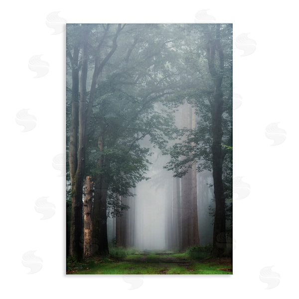 stupell industries Martin Podt | Calm Forest Clearing