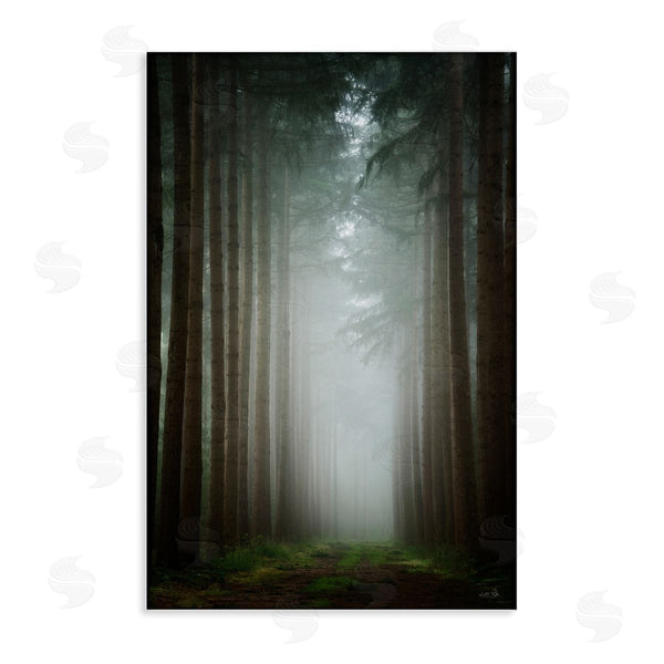 stupell industries Martin Podt | Moonlight Through Dark Forest