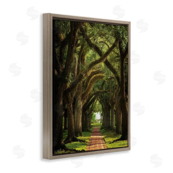 Stupell Industries Martin Podt | Shadowed Tree Grove Wall Art