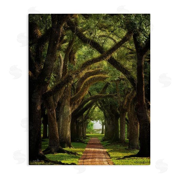 stupell industries Martin Podt | Shadowed Tree Grove Wall Art