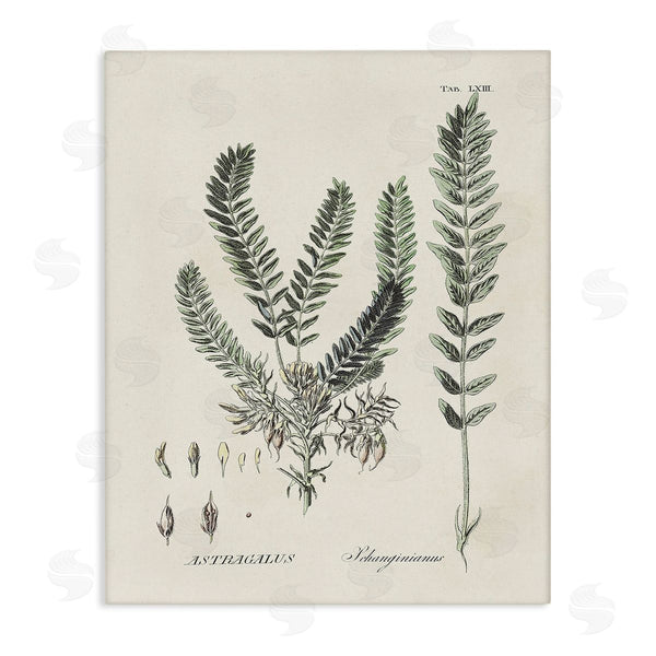 stupell industries Martini | Forest Leaves Diagram Wall Art