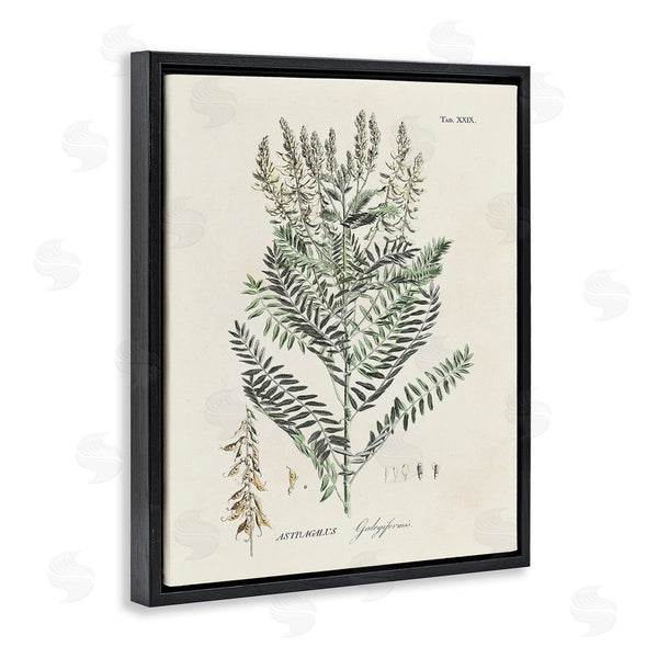 Stupell Industries Martini | Forest Plant Study Wall Art