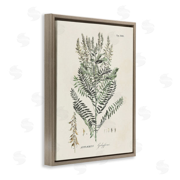 Stupell Industries Martini | Forest Plant Study Wall Art