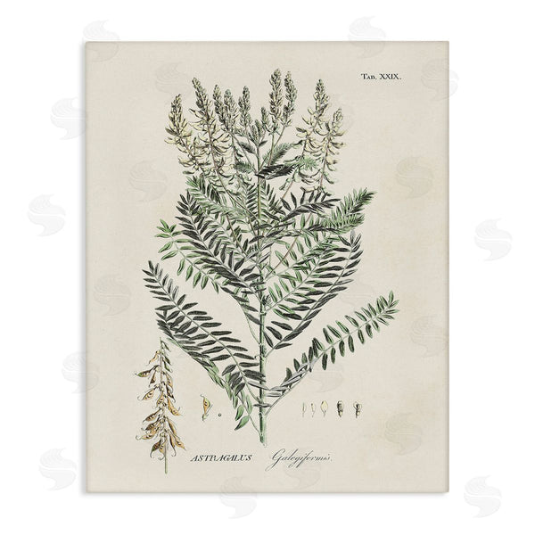 stupell industries Martini | Forest Plant Study Wall Art