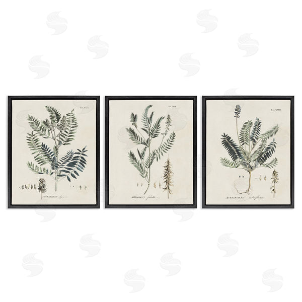 Stupell Industries Martini | Green Botanical Latin Study