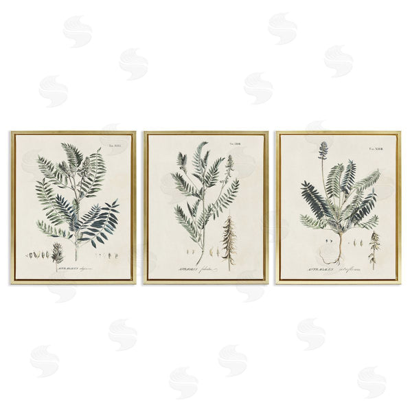Stupell Industries Martini | Green Botanical Latin Study