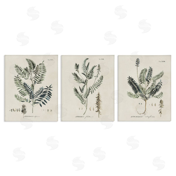 stupell industries Martini | Green Botanical Latin Study