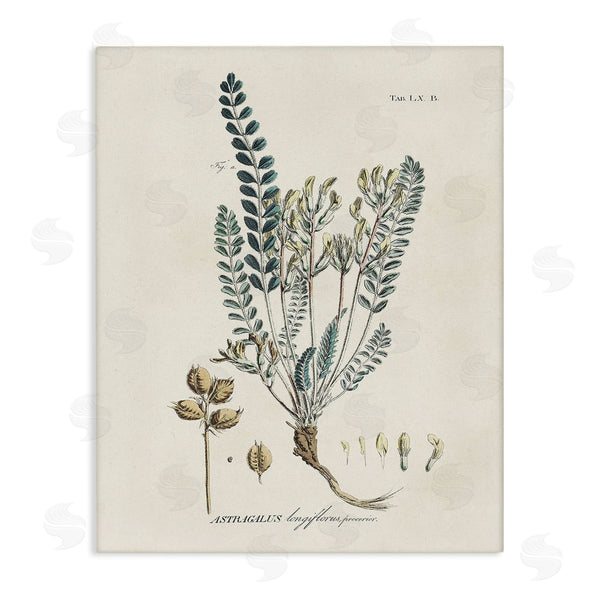 stupell industries Martini | Nature Leaves & Seeds Wall Art