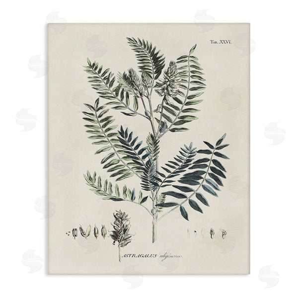 stupell industries Martini | Vintage Leaf Diagram Wall Art