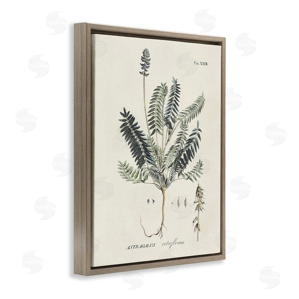 Stupell Industries Martini | Vintage Nature Diagram Wall Art