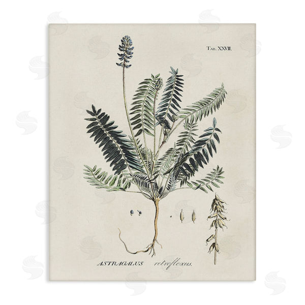 stupell industries Martini | Vintage Nature Diagram Wall Art