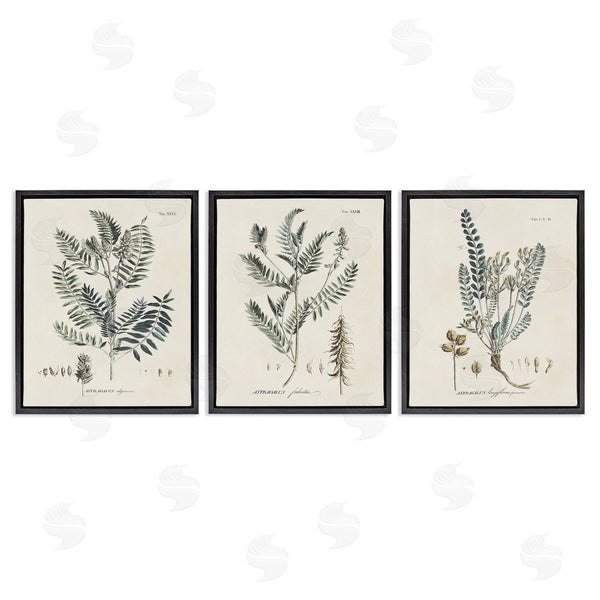 Stupell Industries Martini | Woodland Plant Studies Wall Art
